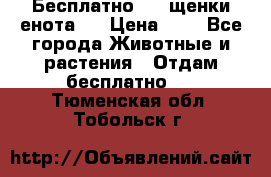 Бесплатно !!! щенки енота!! › Цена ­ 1 - Все города Животные и растения » Отдам бесплатно   . Тюменская обл.,Тобольск г.